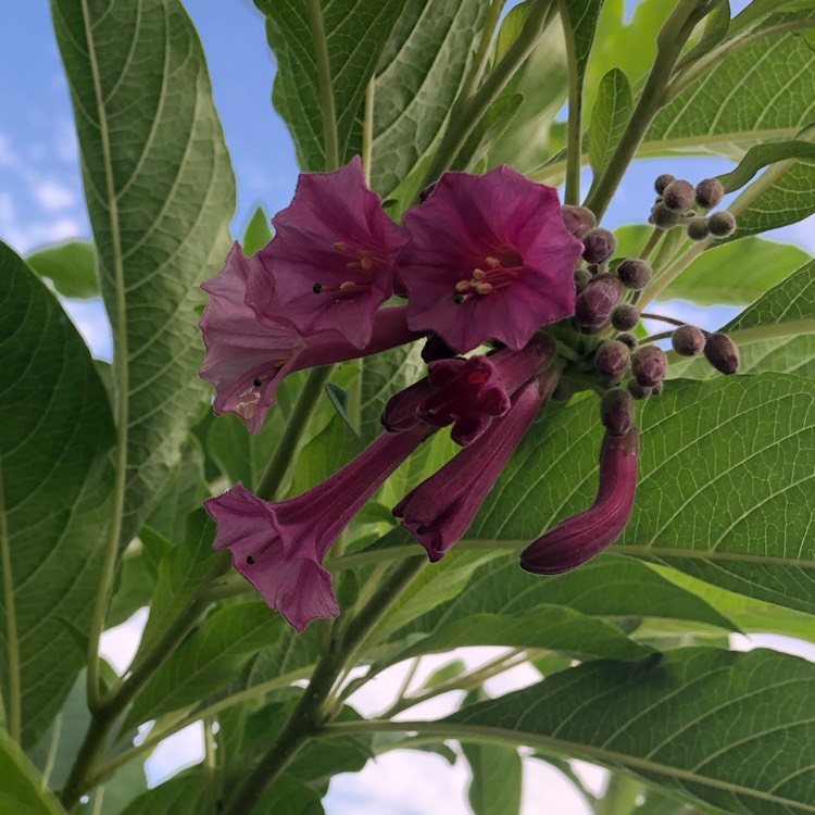 Plant image Iochroma cyanea