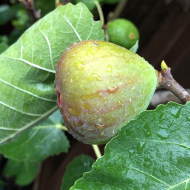 Ficus carica 'Kadota' syn. Ficus carica 'Dottato'