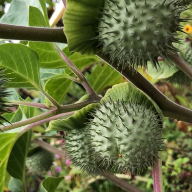 Datura wrightii