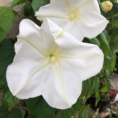 Ipomoea turbinata