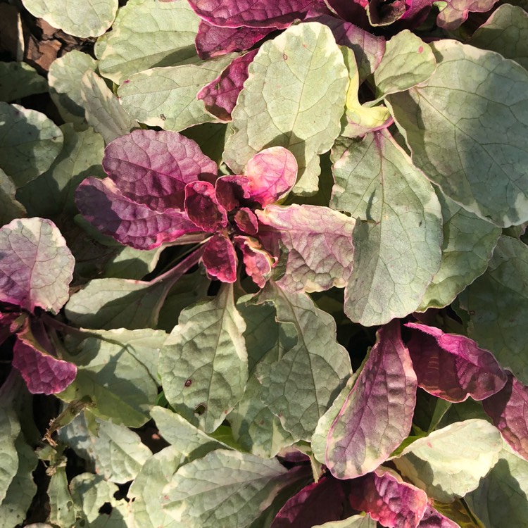 Plant image Ajuga reptans 'Variegata'