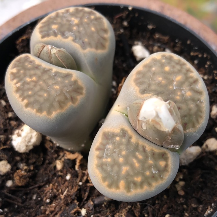 Plant image Lithops Lesliei var. Venteri C1