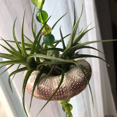 Tillandsia