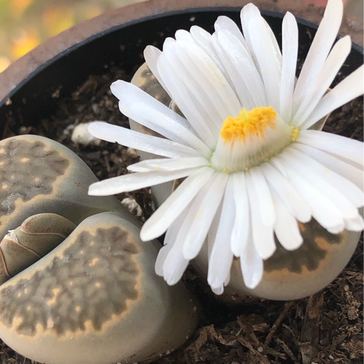 Plant image Lithops Lesliei var. Venteri C1