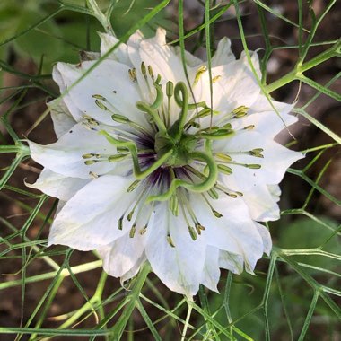 Nigella papillosa 'African Bride'