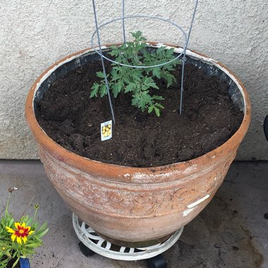 Solanum Pimpernelifolium 'Yellow Currant'