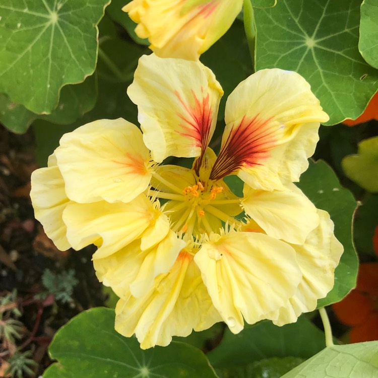 Plant image Tropaeolum majus 'Peach Melba'