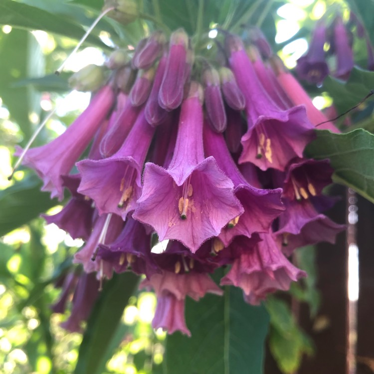 Plant image Iochroma cyanea