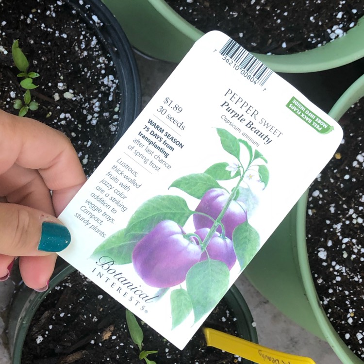 Plant image Capsicum annuum 'Purple Beauty'