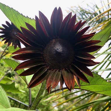 Helianthus annuus