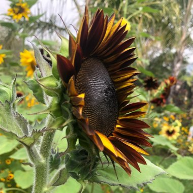 Helianthus annuus