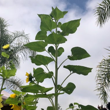 Helianthus annuus