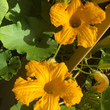 Cucurbita Maxima 'Blue Hubbard'