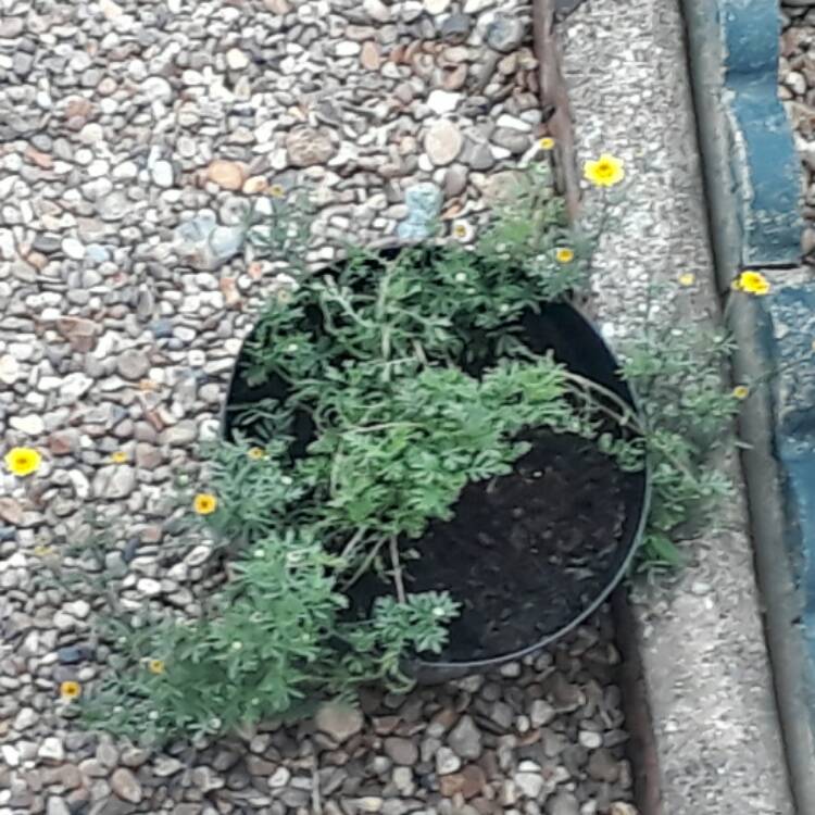 Plant image Cota tinctoria syn. Anthemis tinctoria