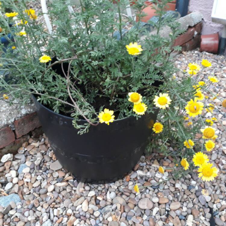 Plant image Cota tinctoria syn. Anthemis tinctoria