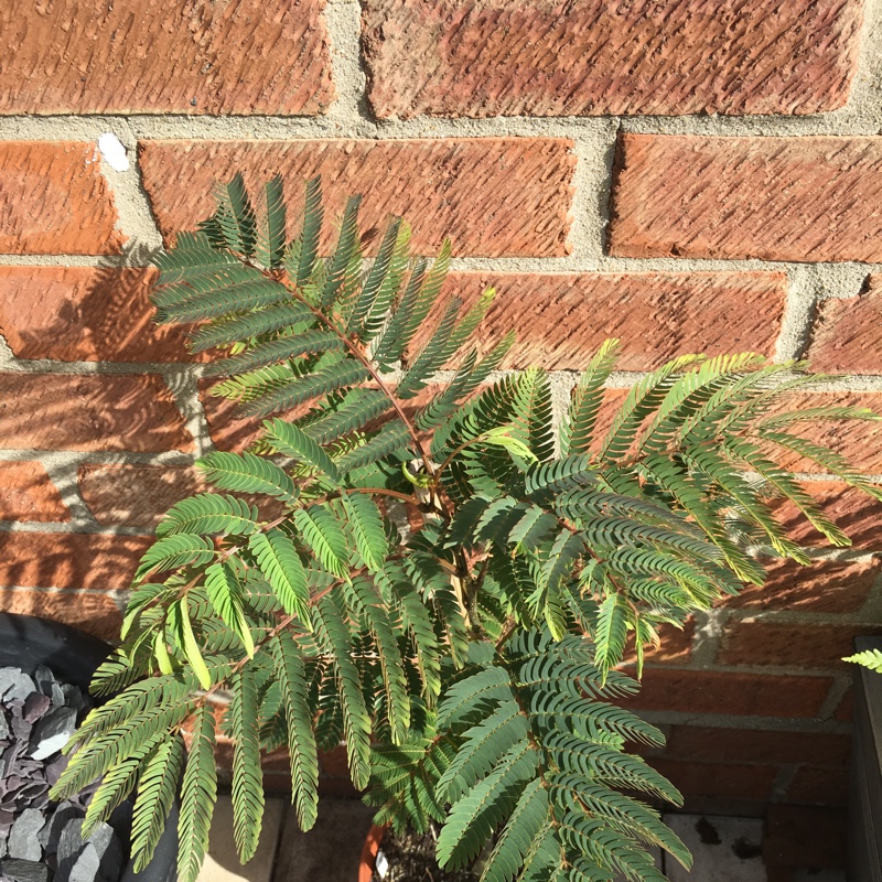 Silk Tree 'Summer Chocolate'