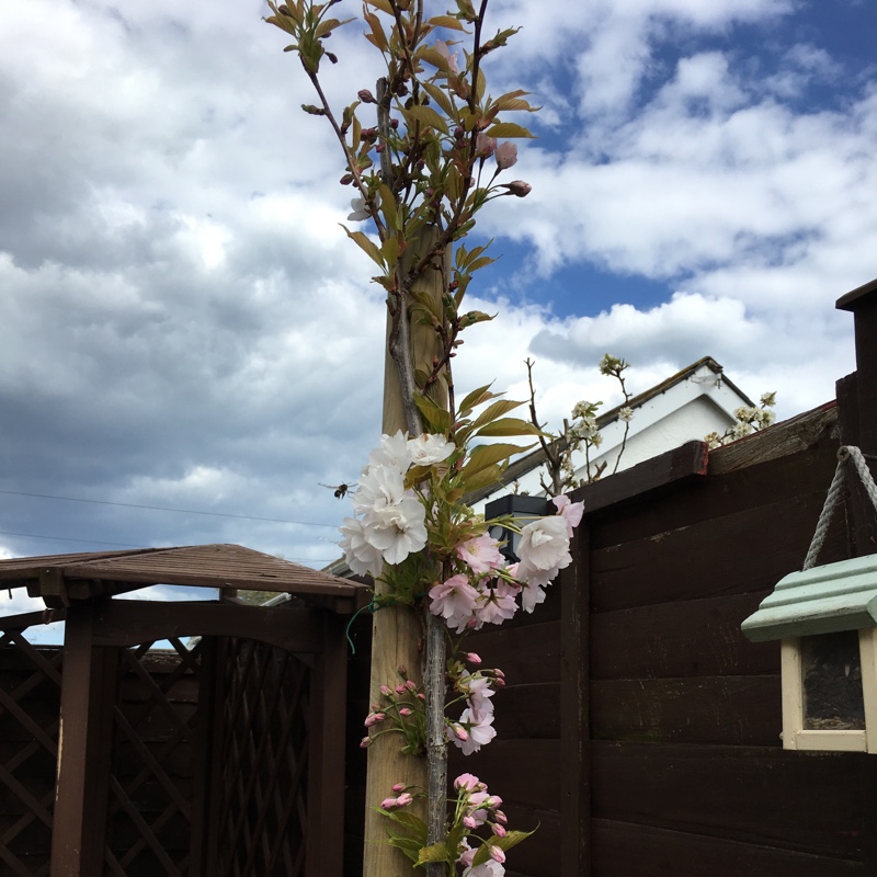 Plant image Prunus Serrulata 'Amanogawa'