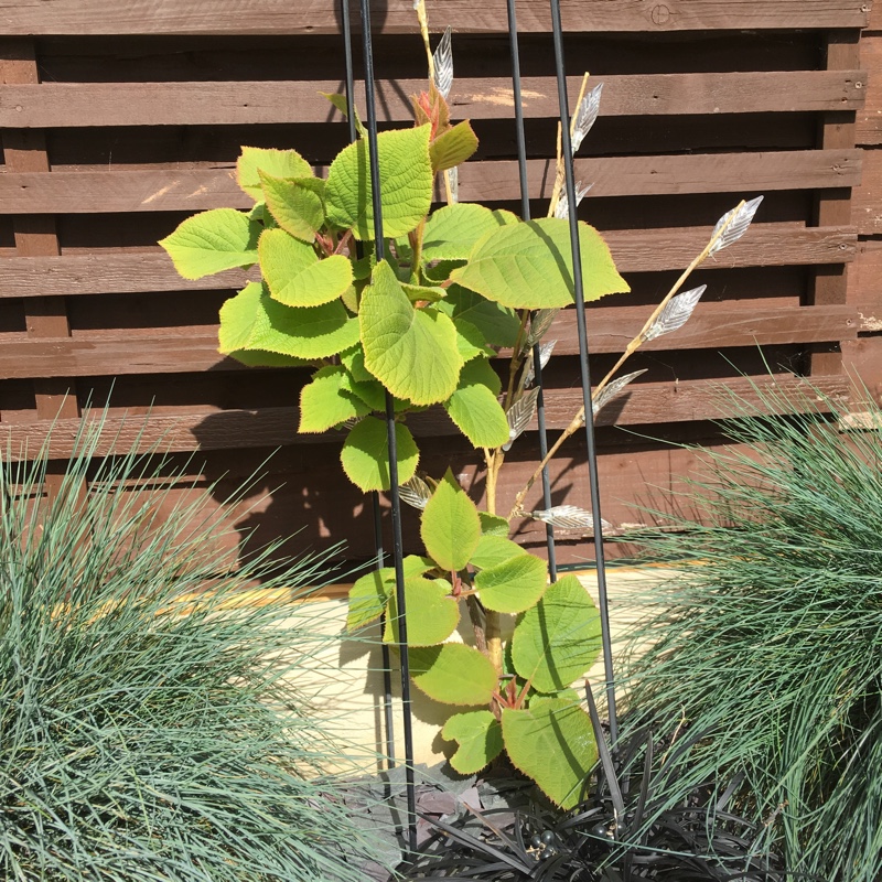 Plant image Actinidia deliciosa  syn. Actinidia chinensis var. deliciosa