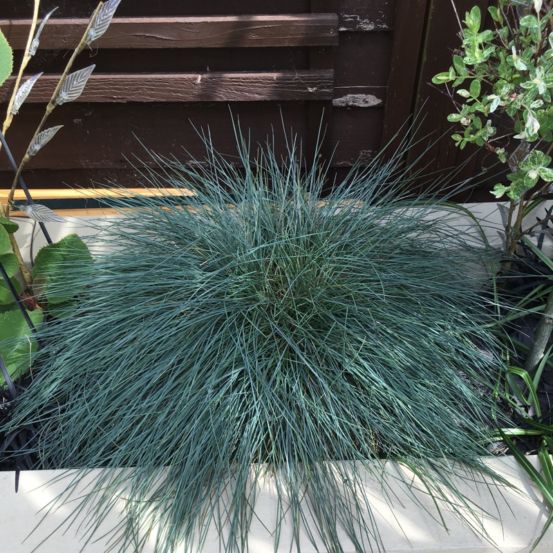 Blue Fescue