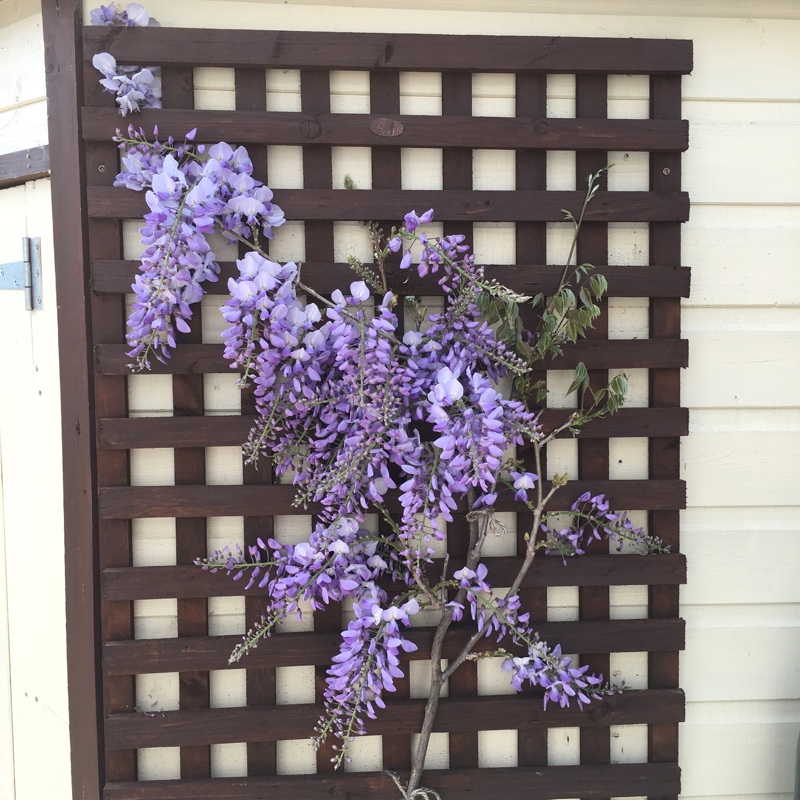 Chinese wisteria 'Alba'