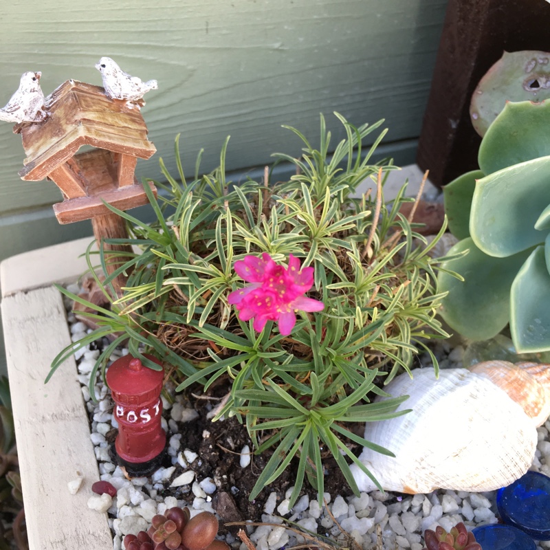 Variegated Thrift 'Nifty Thrifty'