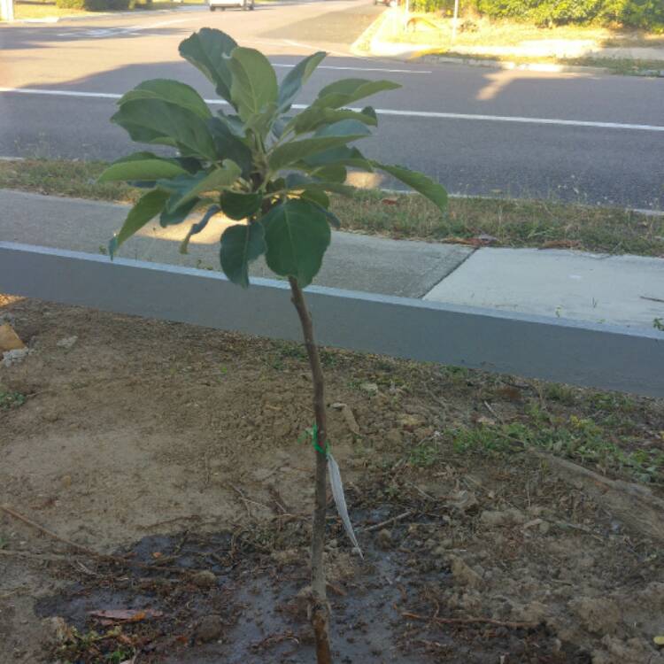 Plant image Malus domestica 'Anna'