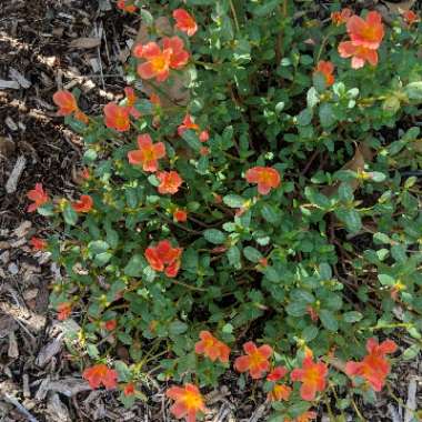 Portulaca Umbraticola