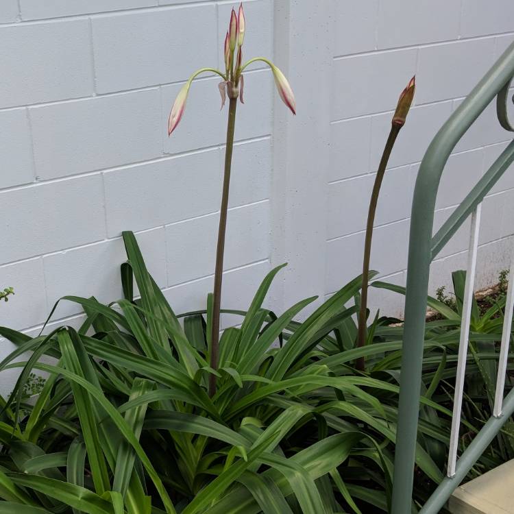 Plant image Crinum 'Massey's Pride'