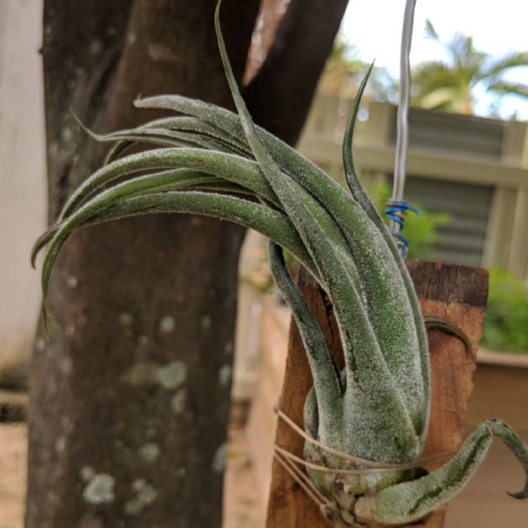 Plant image Tillandsia seleriana