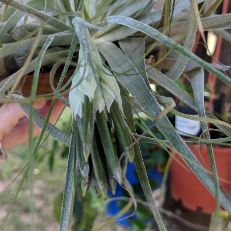 Plant image Tillandsia gardneri