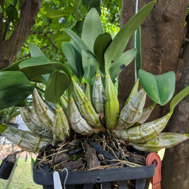 Plant image Dendrobium lindleyi syn. Dendrobium aggregatum