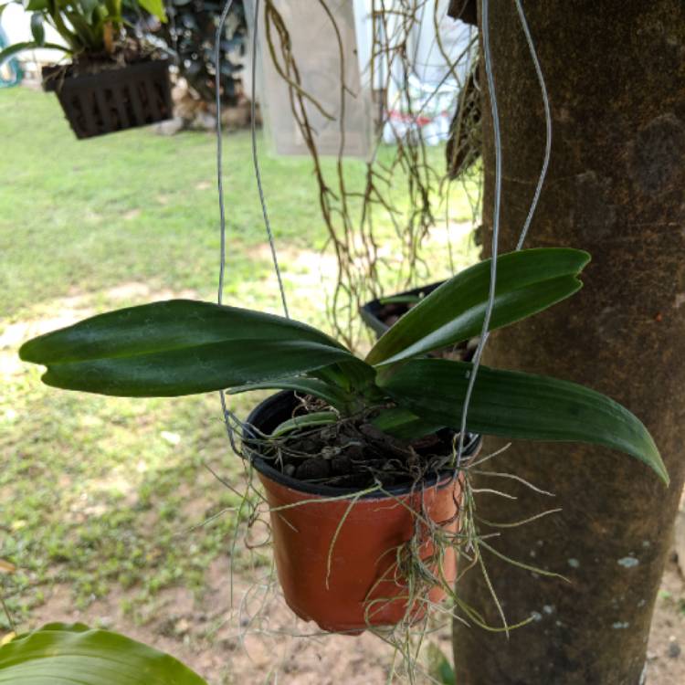 Plant image Rhynchostylis gigantea