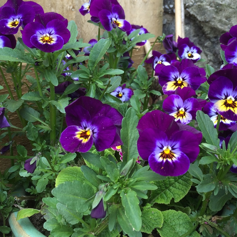 Horned Pansy 'Rocky Mickey'