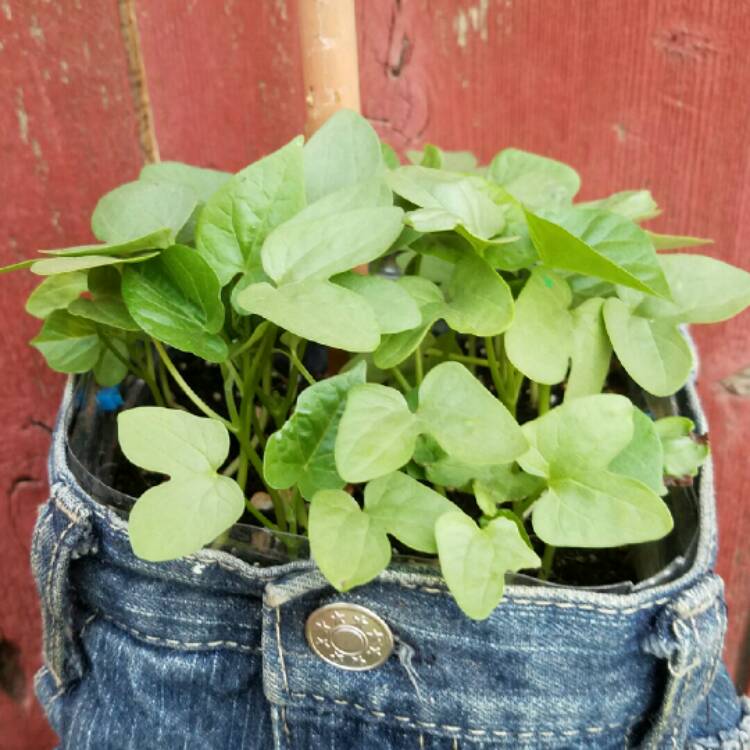 Plant image Ipomoea carnea