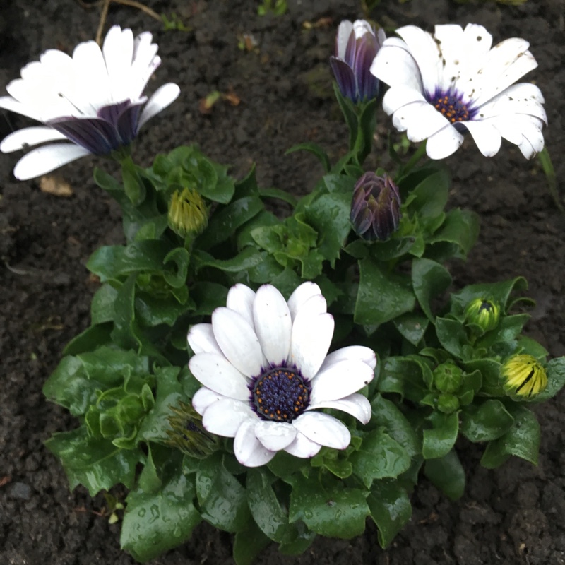 Plant image Osteospermum 'Star of the Veldt'