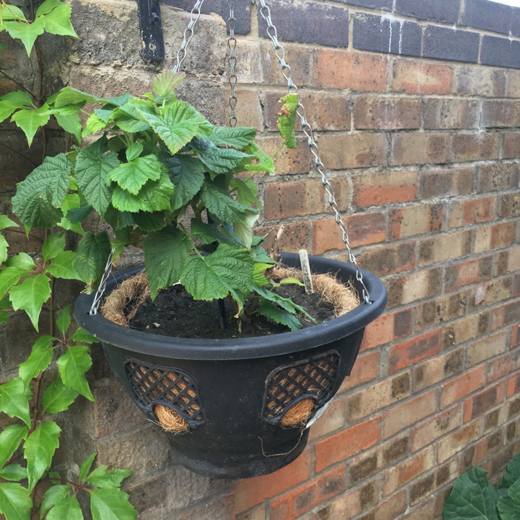 Plant image Rubus Idaeus 'Ruby Falls'