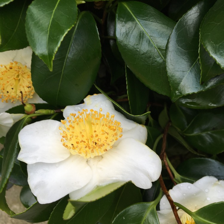 Plant image Camellia japonica 'Kick Off'