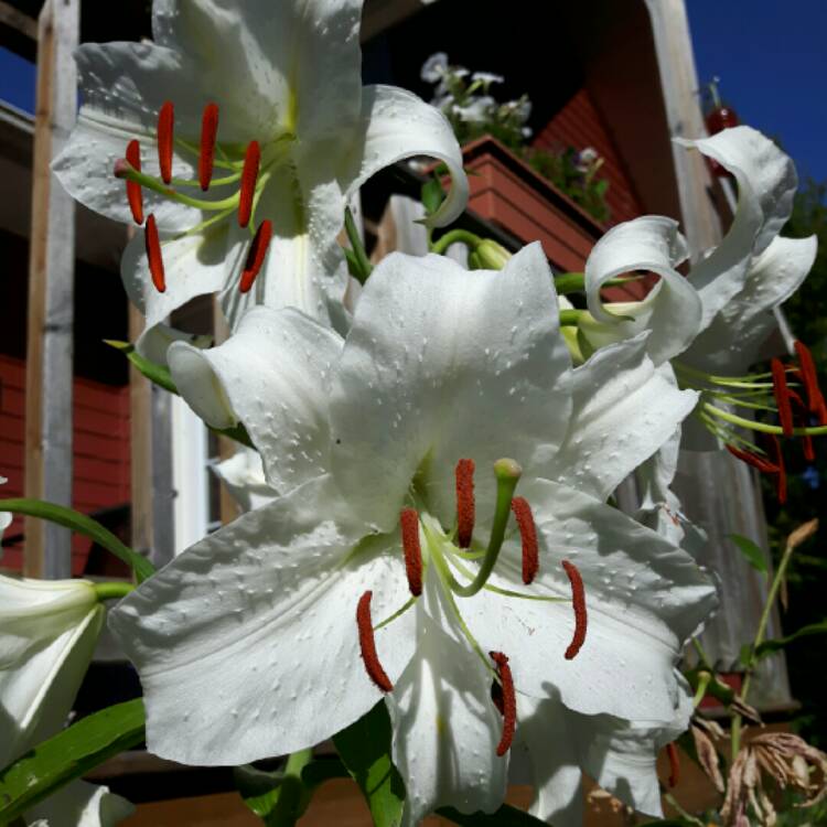 Plant image Lilium 'Casa Blanca'