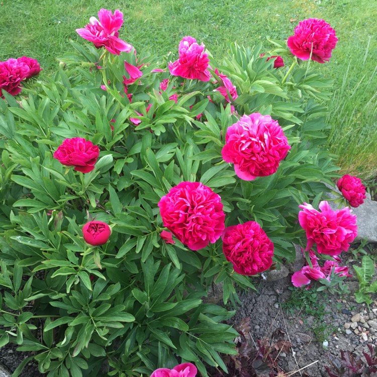 Plant image Paeonia 'Flame' syn. Paeonia lactiflora 'Flame'