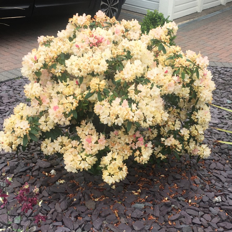 Plant image Rhododendron 'Saffrano'