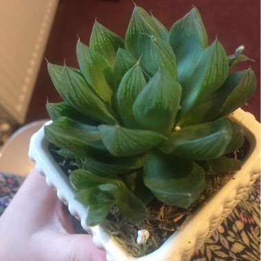 Haworthia Cymbiformis