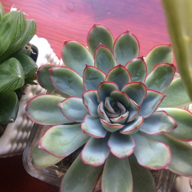 Echeveria 'Pulidonis'