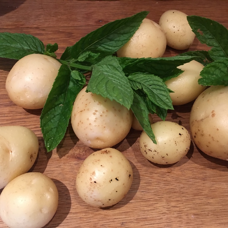 Plant image Solanum tuberosum 'Swift'