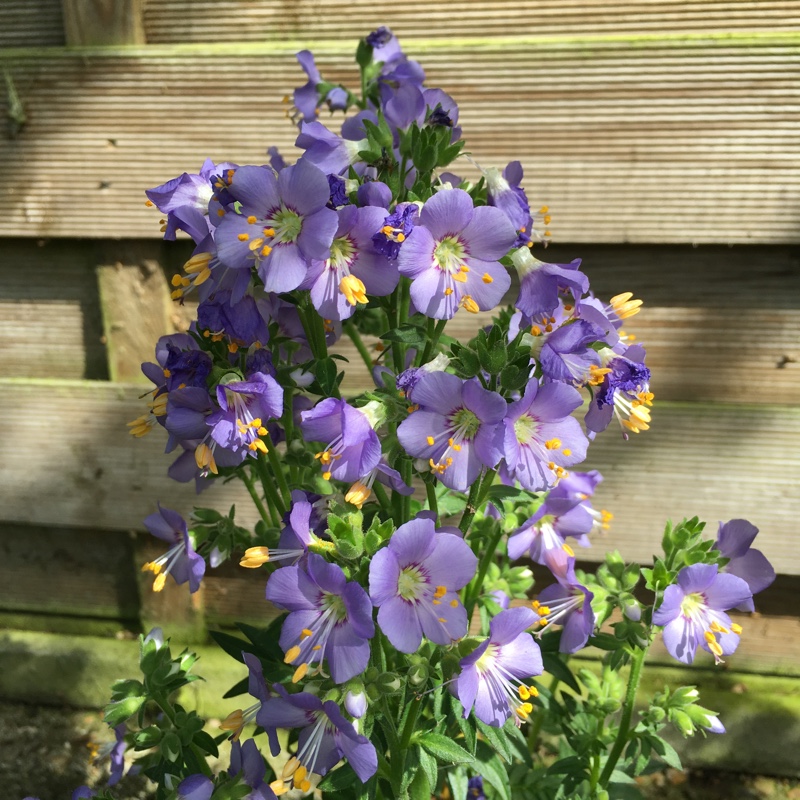 Plant image Polemonium caeruleum 'Bambino Blue'