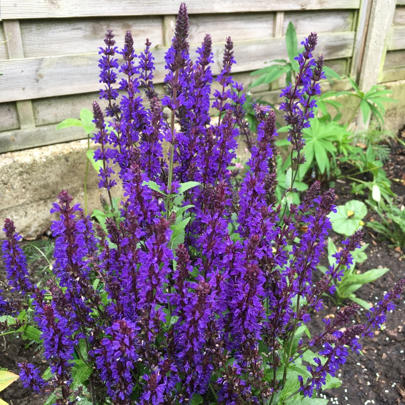 Plant image Salvia farinacea 'Victoria Blue'