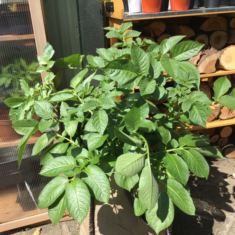 Plant image Solanum tuberosum 'Wilja'