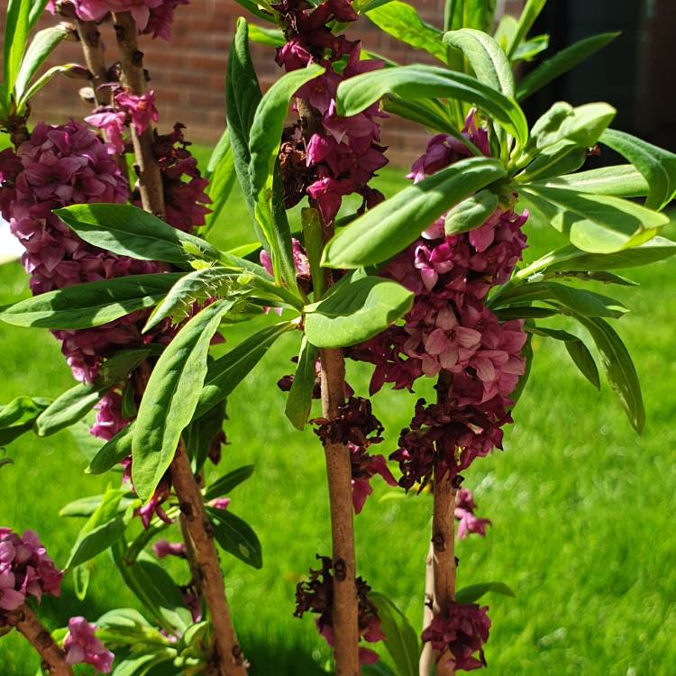 Plant image Daphne 'mezereum'