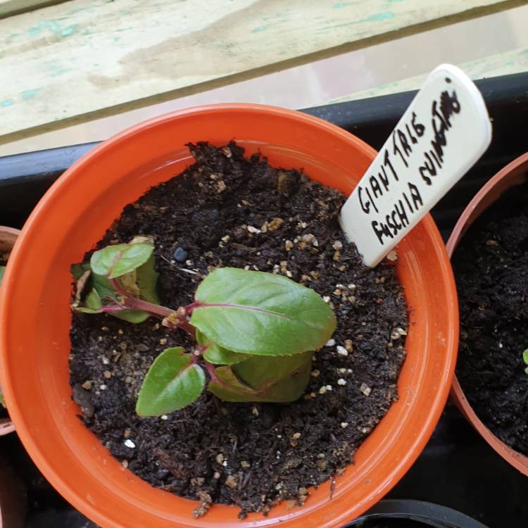 Plant image Fuchsia 'Jean Taylor'