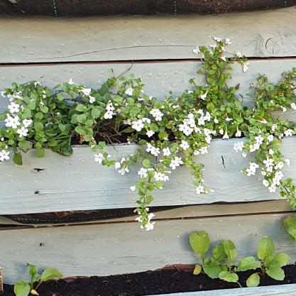 Plant image Sutera cordata 'Snowflake' syn. Bacopa cordata 'Snowflake'