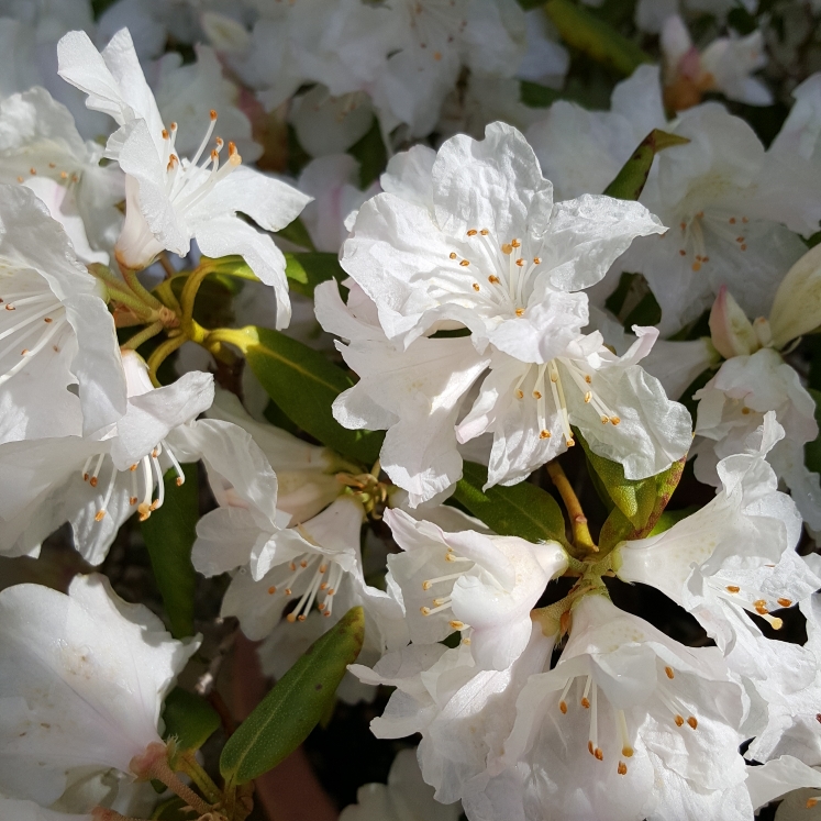 Plant image Rhododendron 'Snow Lady'